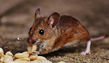 24 Hour & Emergency Exterminators in Hungry Horse, MT